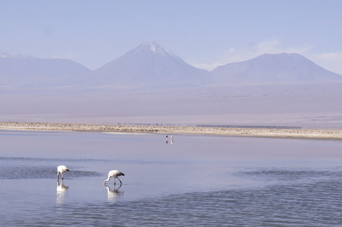 Image result for lithium mines chile flamingos
