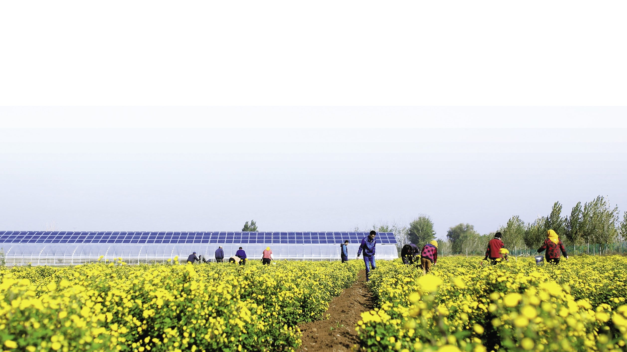 Agrisolar greenhouse, China