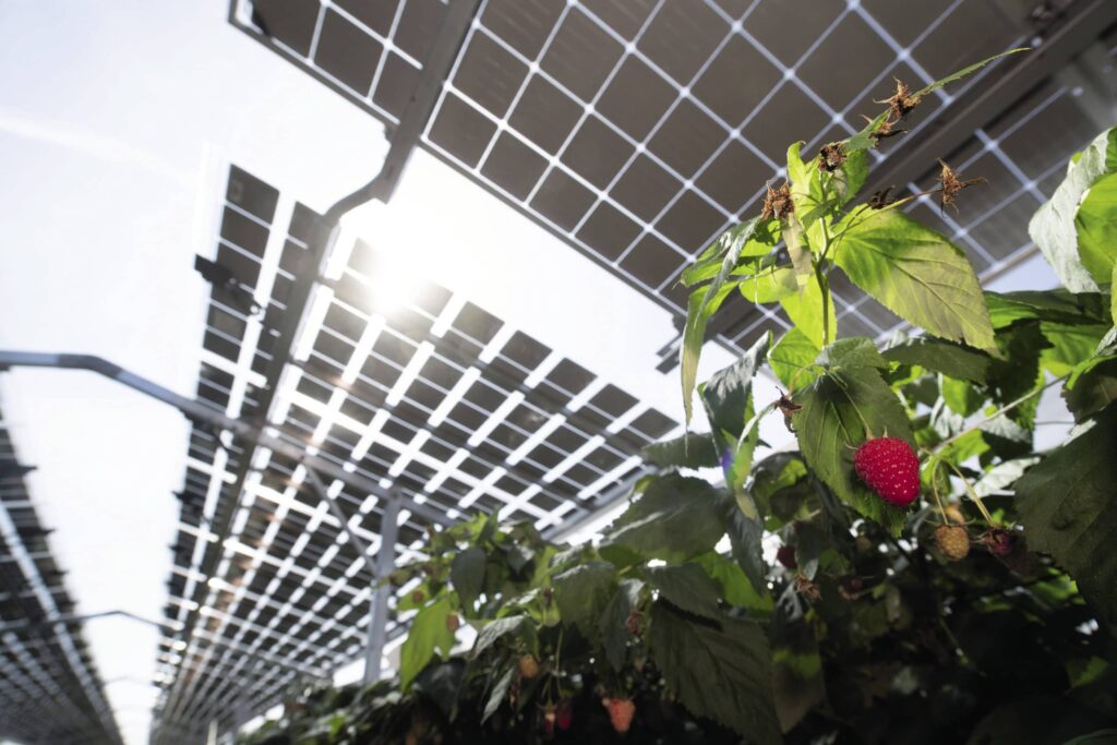 Agrivoltaics