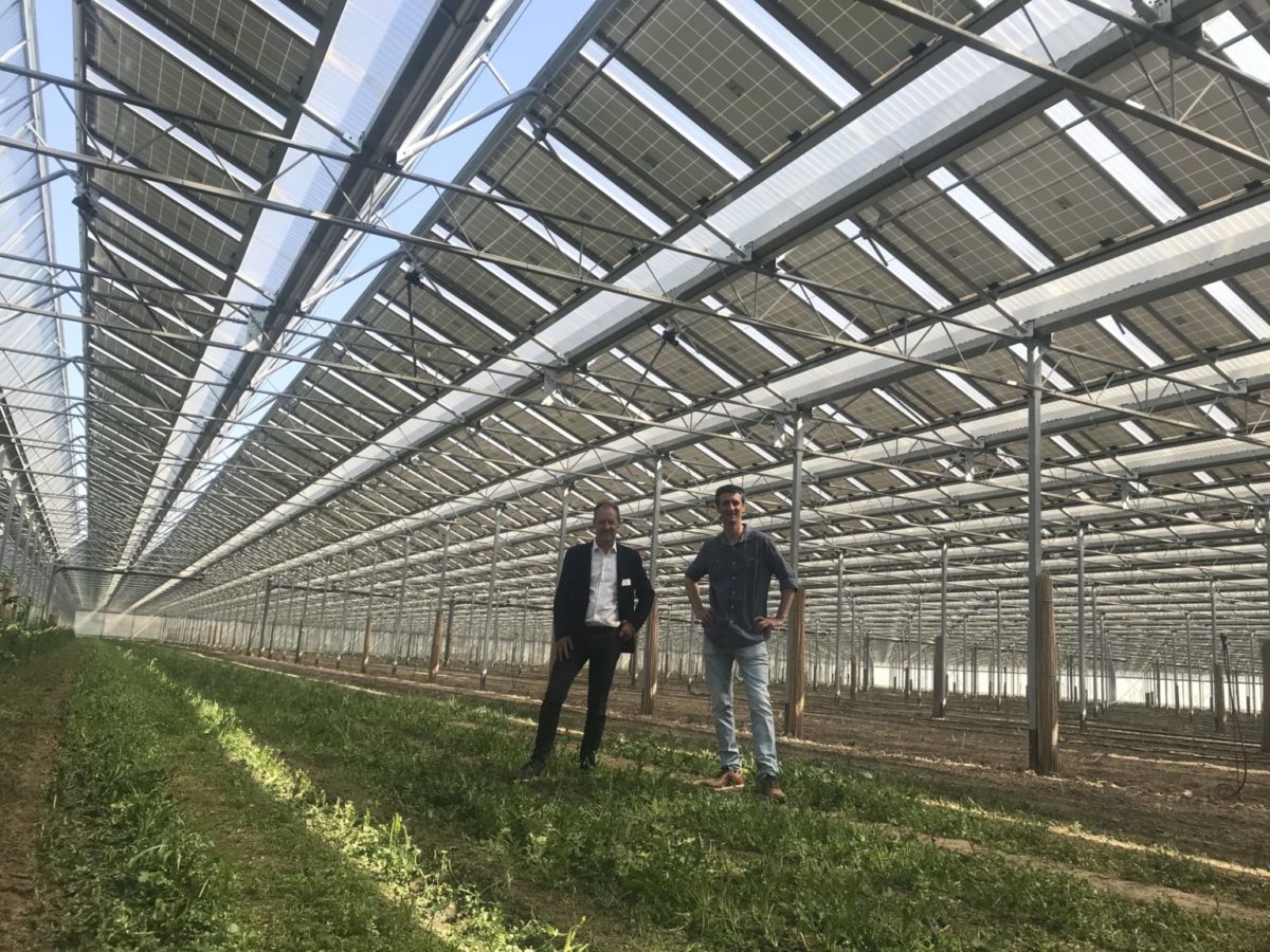 Photo of Une serre photovoltaïque française économise 3,1 gigawattheures et 4 tonnes / hectare d’asperges en un an