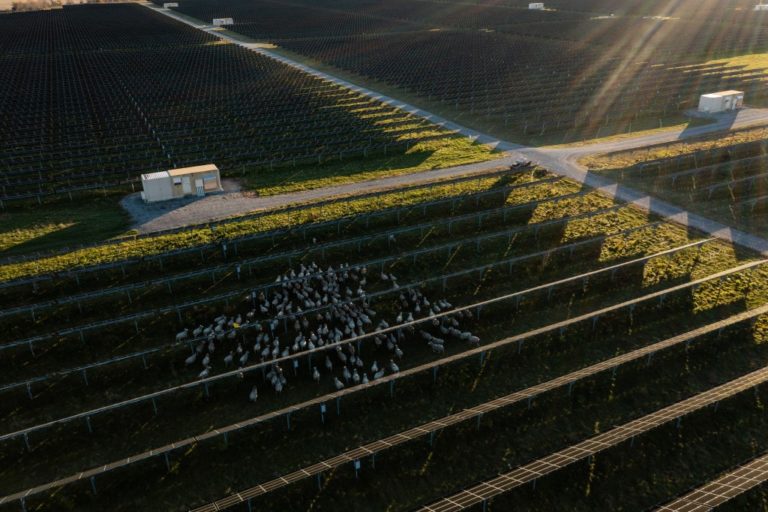 Butterflies, bees, sheep, and solar energy production can coexist pv