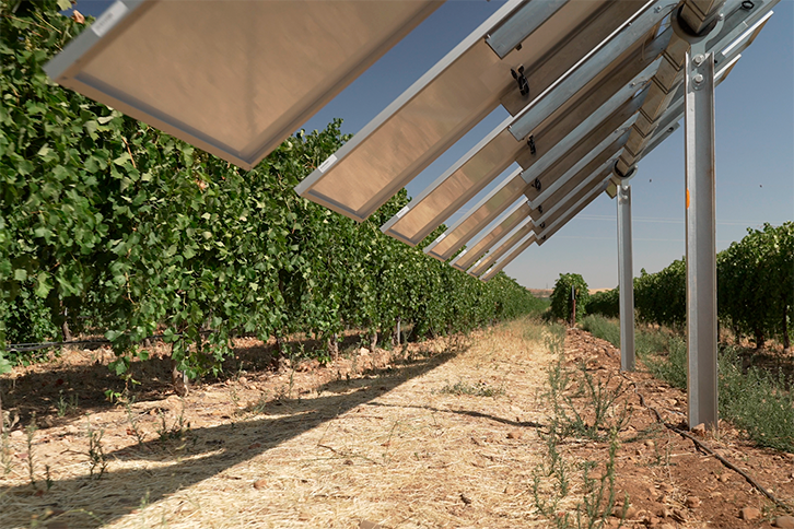 Agrivoltaics for vineyards – pv magazine International