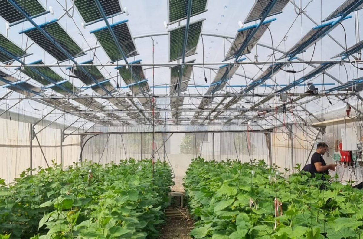 Nová technologie agrovoltaických polí pro skleníky