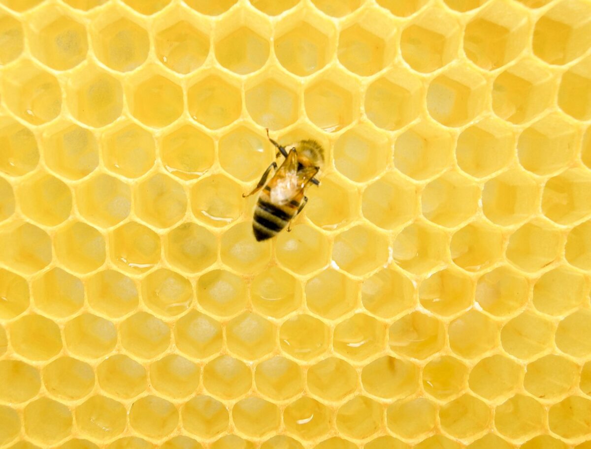 Koncept střídače založený na algoritmu včelstva