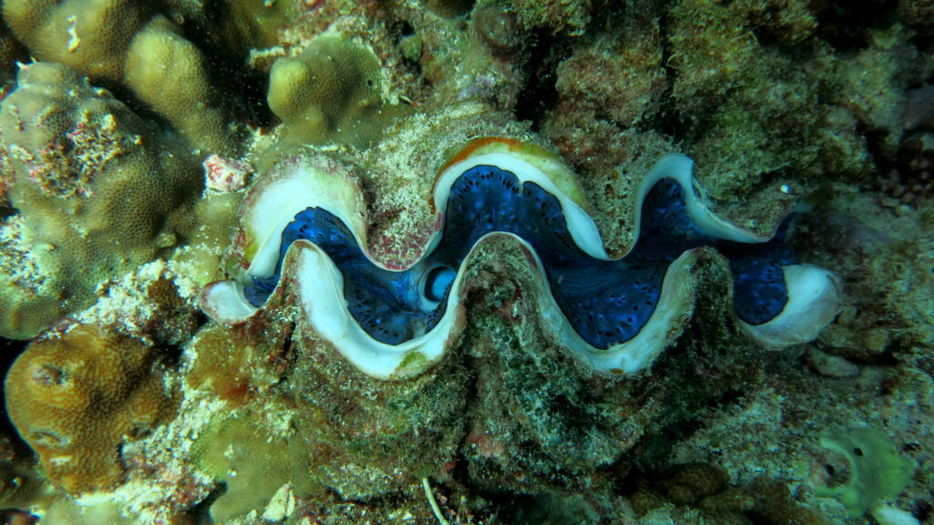 Giant clam with a shiny blue inner section and algae growing on its shell.