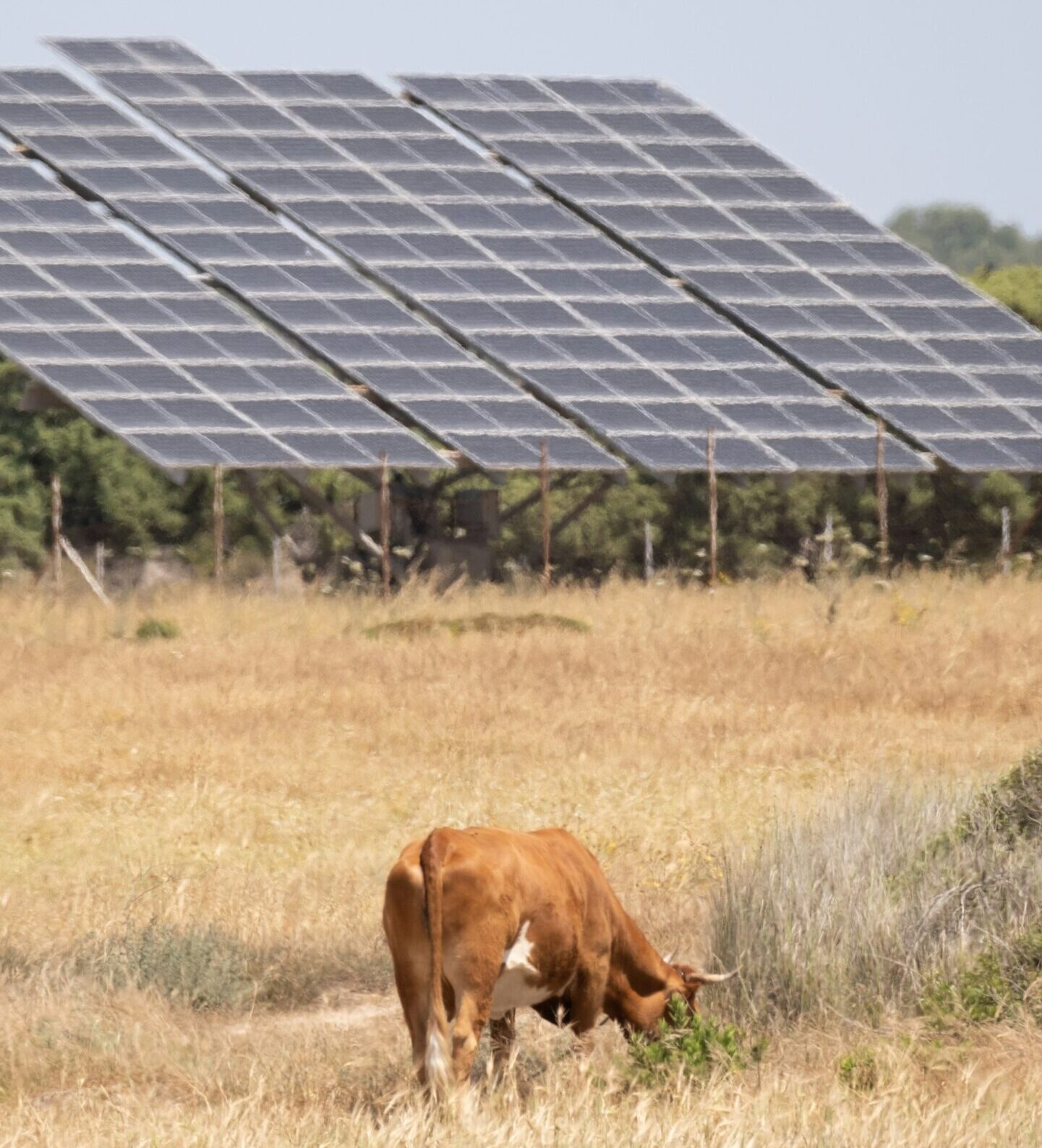 Solar Inclusion SolarPower Europe calls for EU nature-inclusive solar policy - pv ...