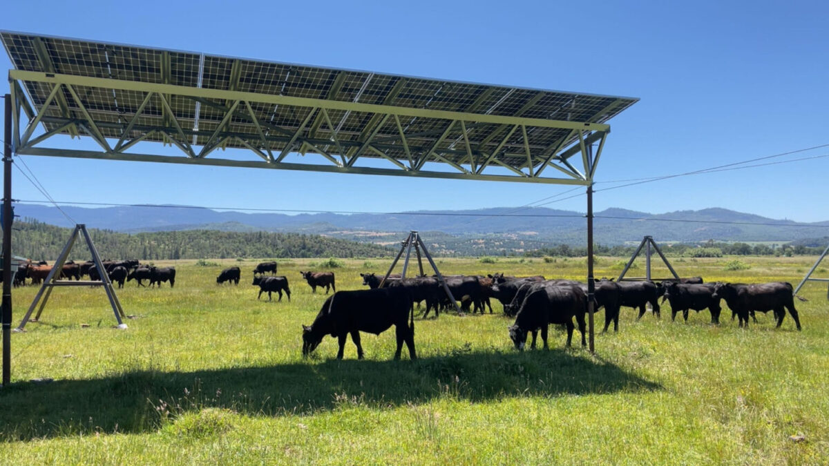 Rute SunTracker opening cattle grazing land to solar power