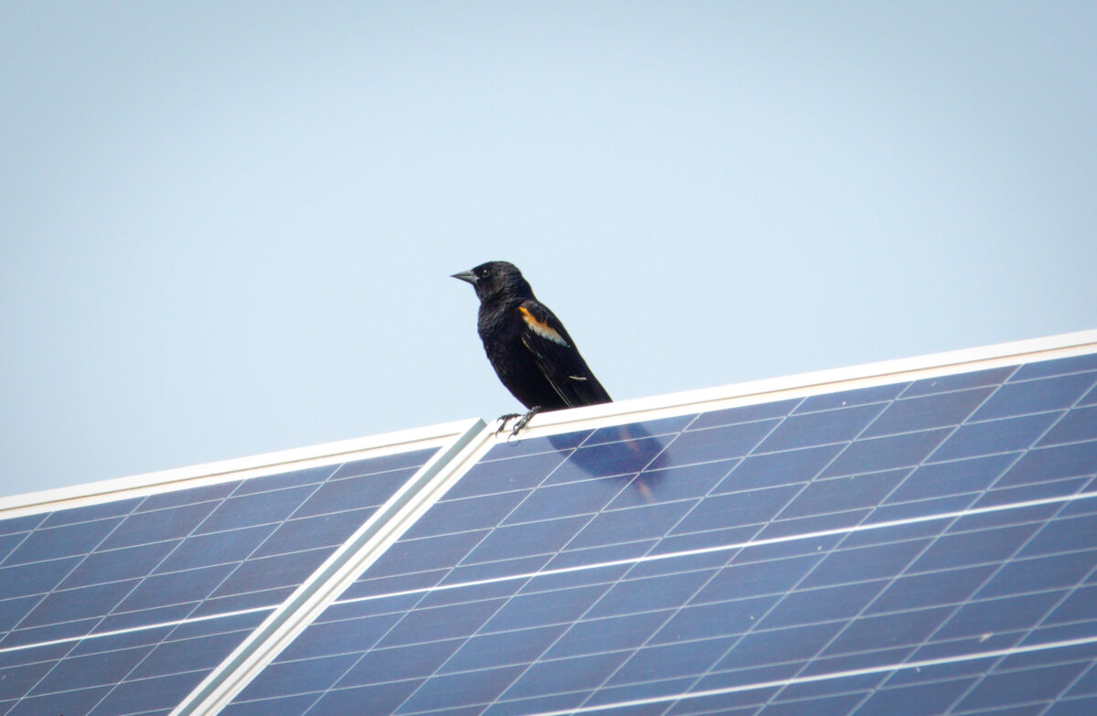 U.S. research finds PV can support bird, bat activities