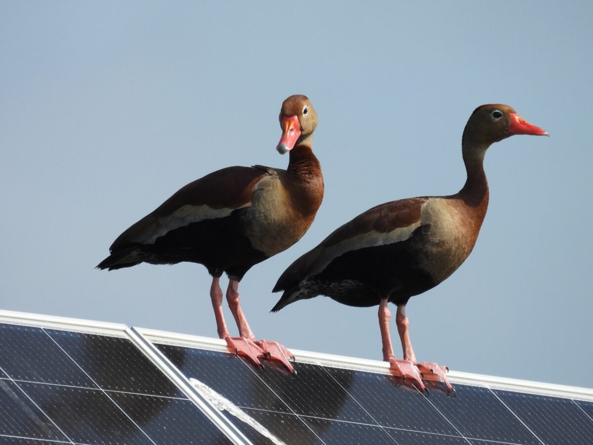 pv-magazine.com - powered by - Guayepo I&II, the largest centralized solar park in Colombia