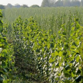 pv-magazine.com - Carbon dioxide removal benefits from solar PV