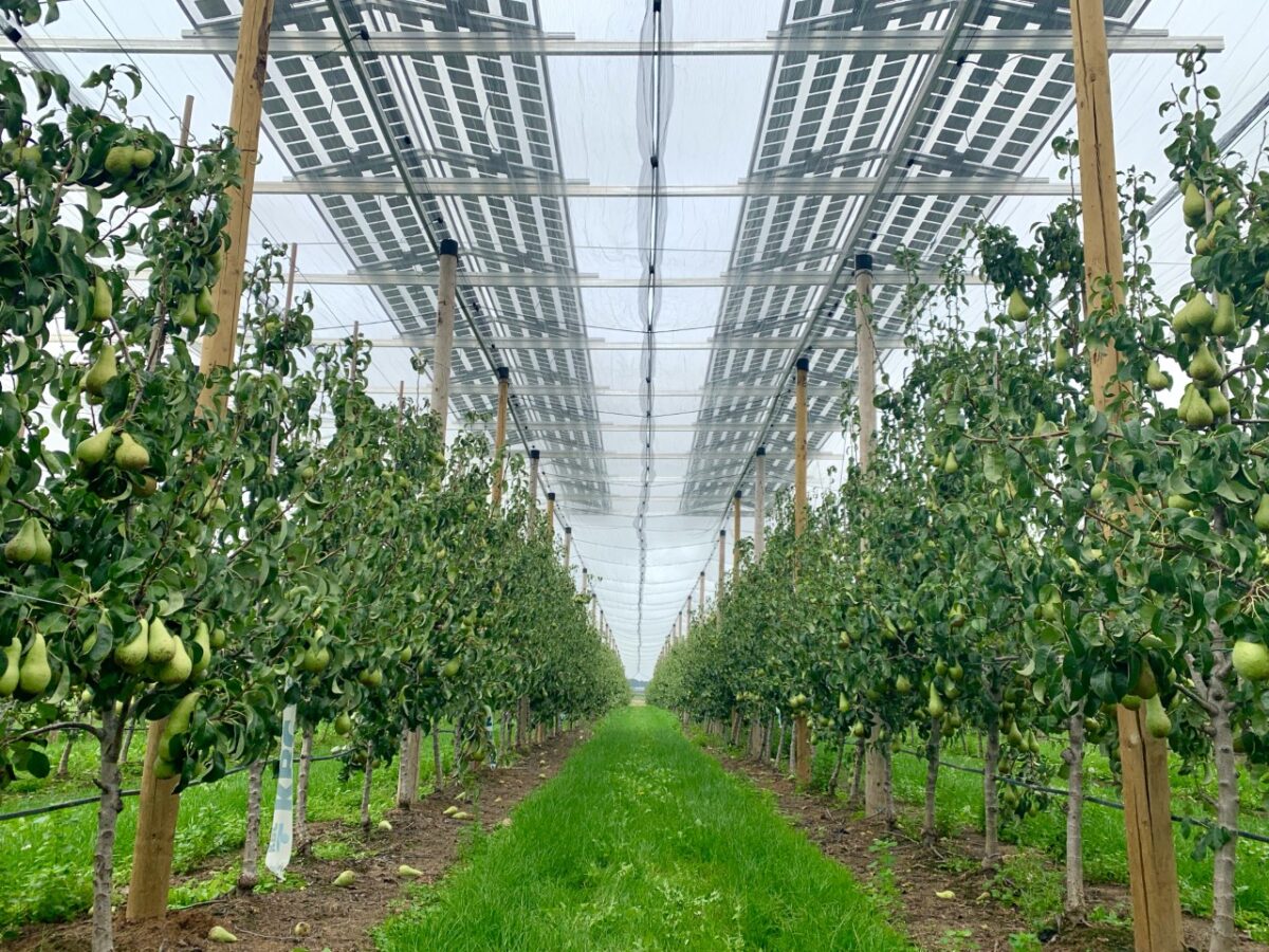 Long-term trade-offs of agrivoltaics on pear farming