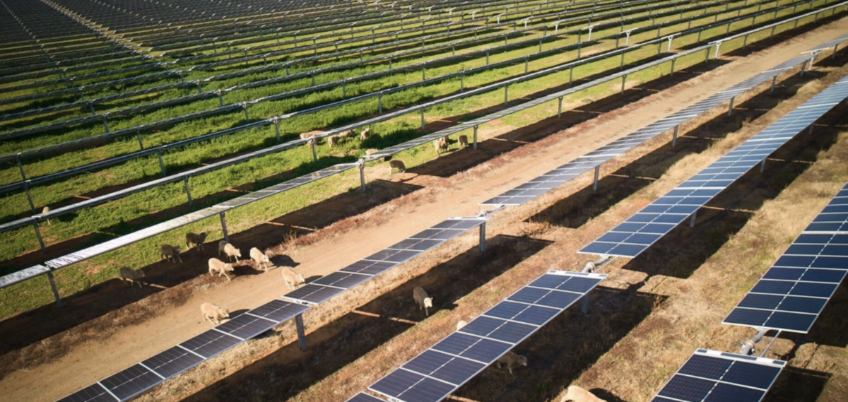 pv-magazine.com - Ev Foley - Australia's Dinawan solar farm among 14 projects in state investment round