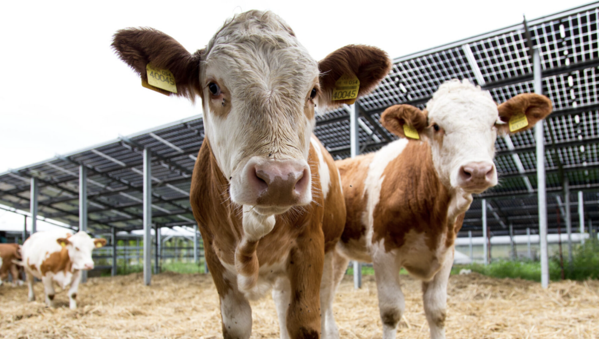 Research shows conventional solar arrays can support livestock grazing