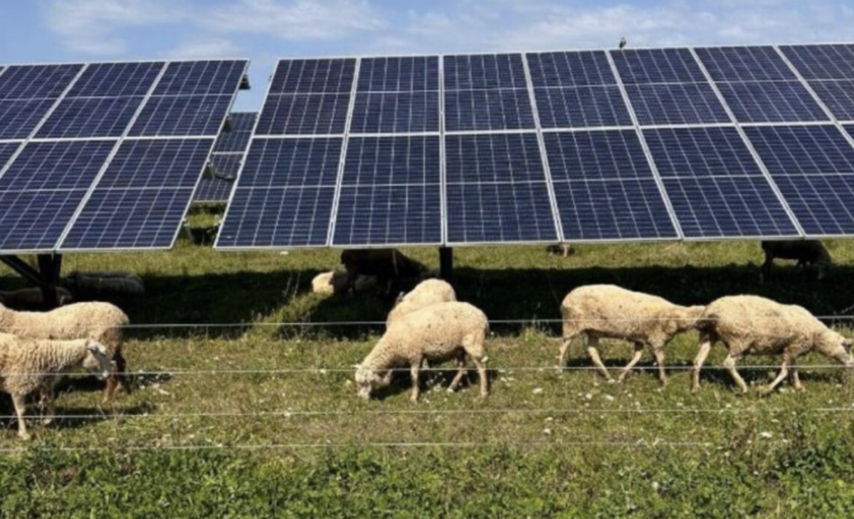 pv-magazine.com - Ryan Kennedy - Solar sheep grazing delivers margins up to 40% in new study