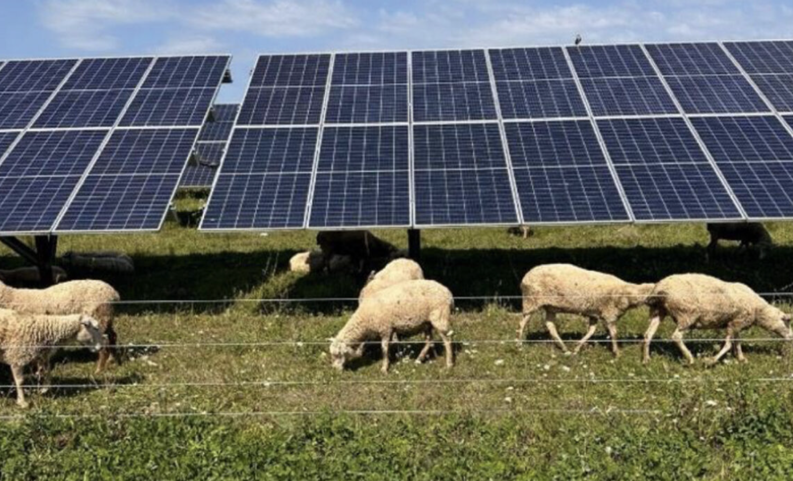 Solar sheep grazing delivers margins up to 40% in new study - pv magazine Global