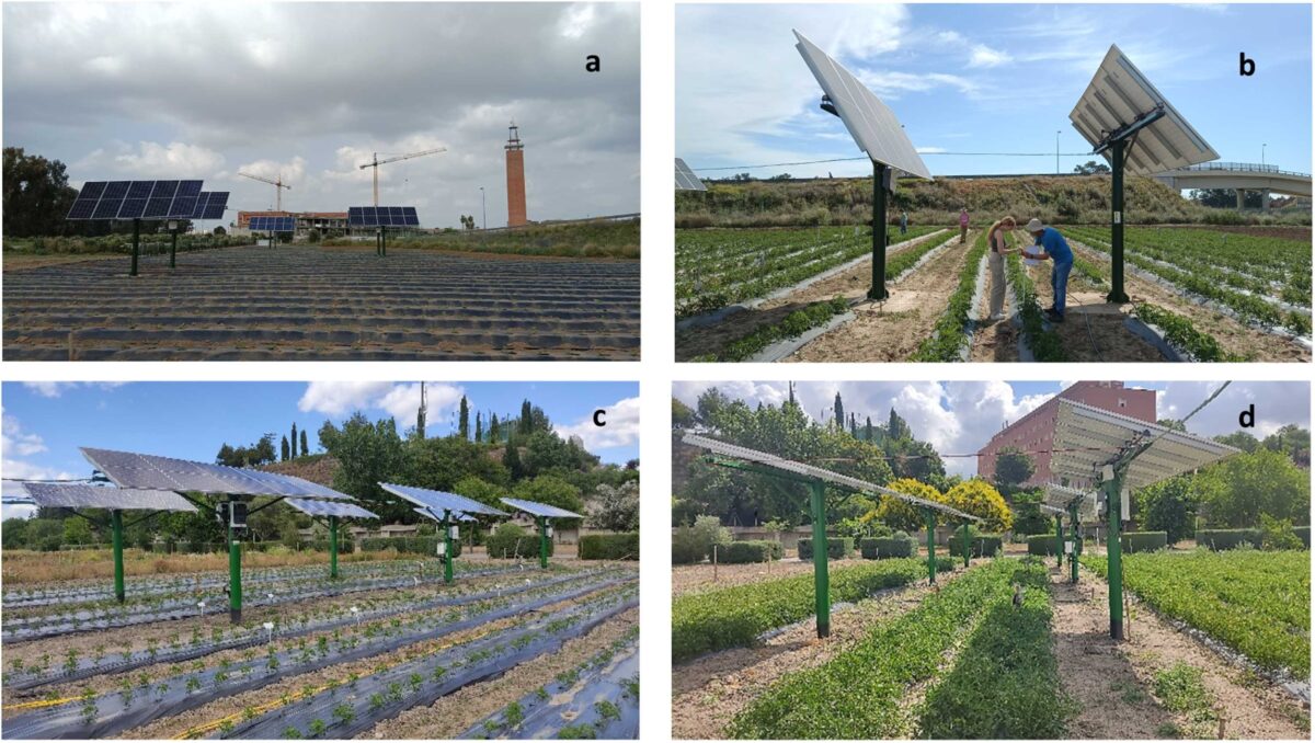 New irrigation tech helps reduce water use in agrivoltaics