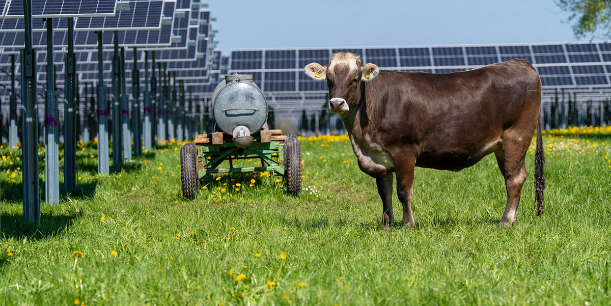 Germany allocates 2.3 GW in latest ground-mounted PV tender, lowest bid comes in at €0.039/kWh