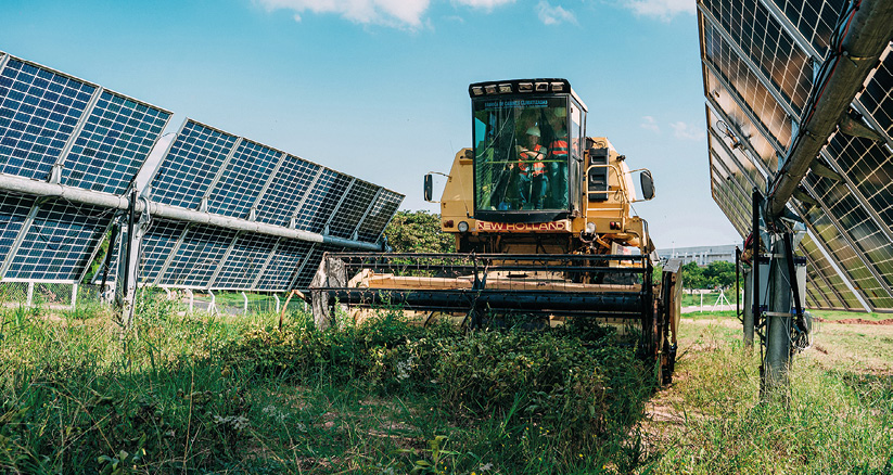 Holistic approach wins for agrivoltaics