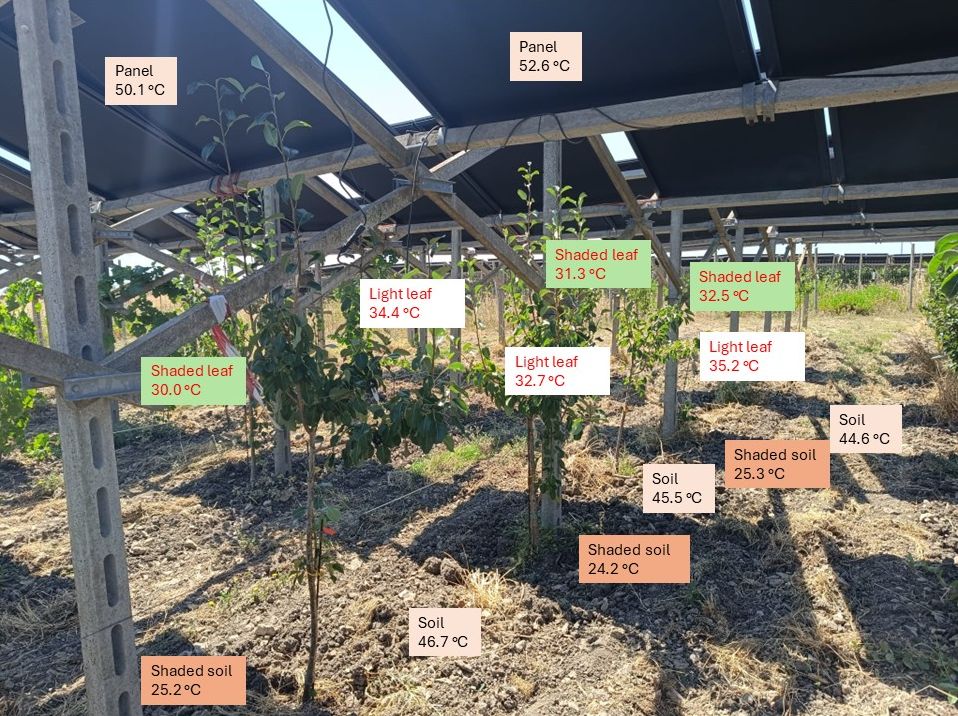 Italian agrivoltaic systems cut soil temperatures by 20 degrees Celsius