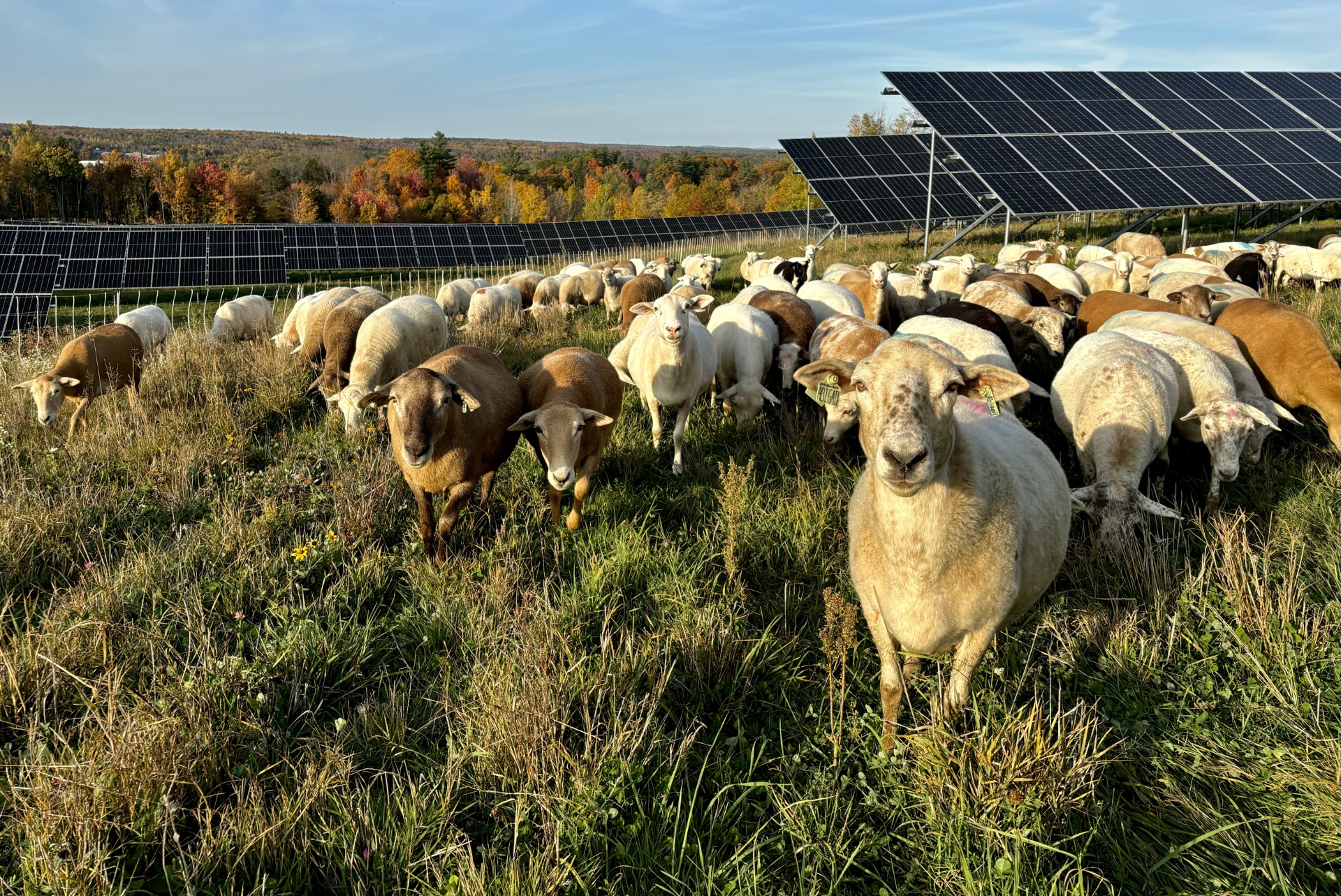 pv-magazine.com - Ryan Kennedy - The rapidly growing business of solar grazing
