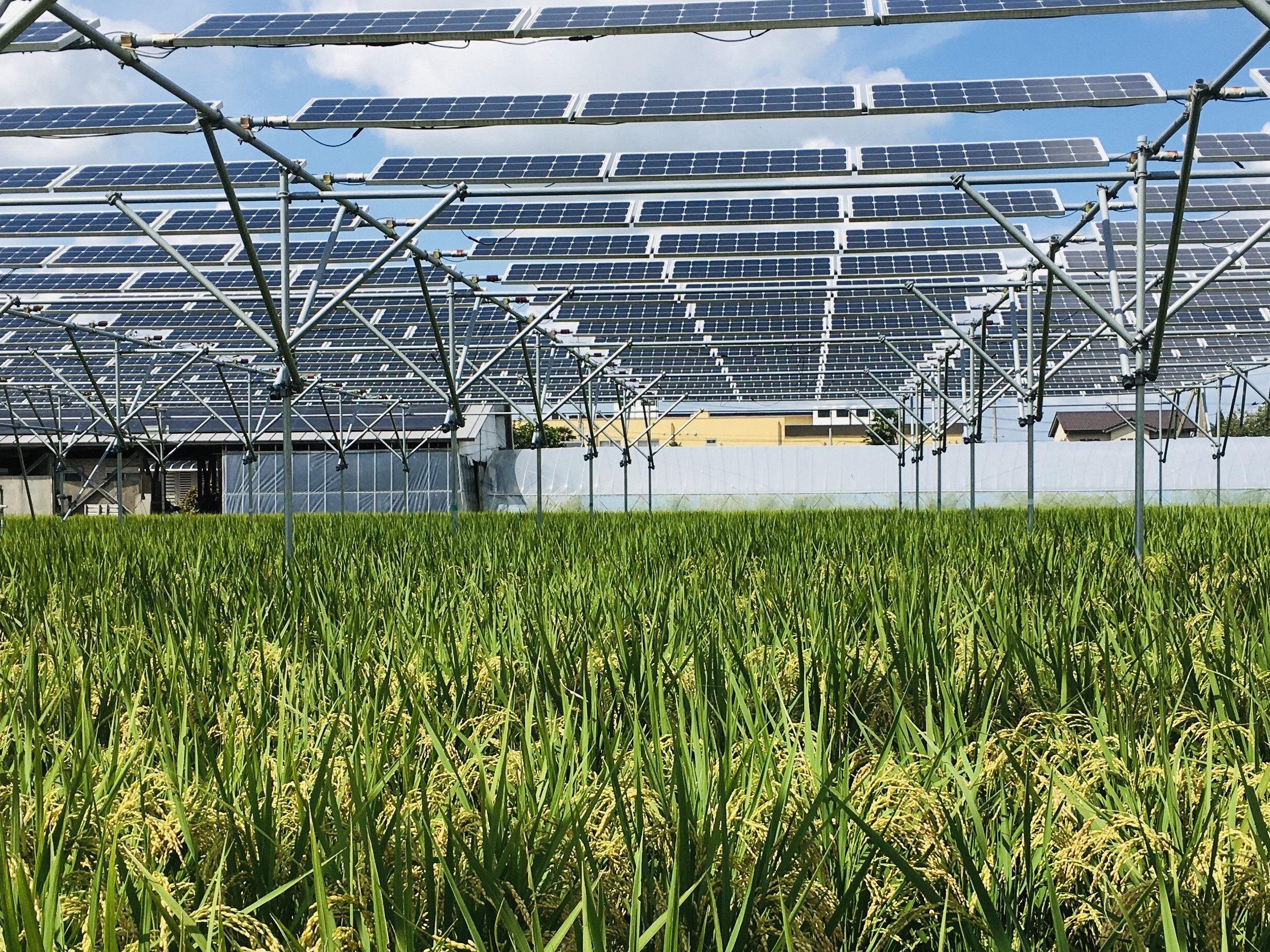 pv-magazine.com - Emiliano Bellini - New multi-modeling approach can predict rice yield in agrivoltaics