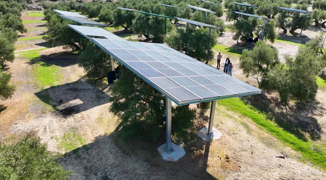 pv-magazine.com - Emiliano Bellini - Elevated agrivoltaics for olive cultivation